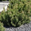 Dwarf Mugo Pine #5 - Image 2